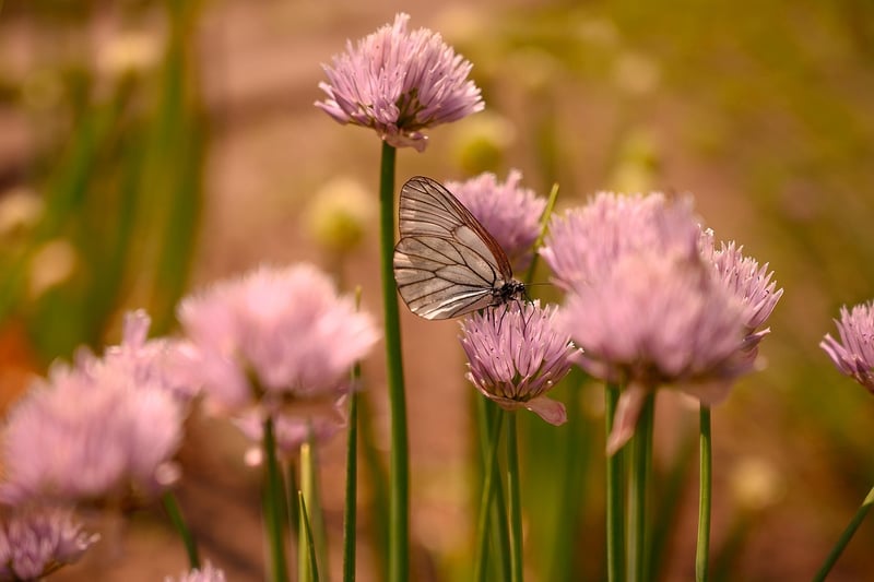 Magical Flowers