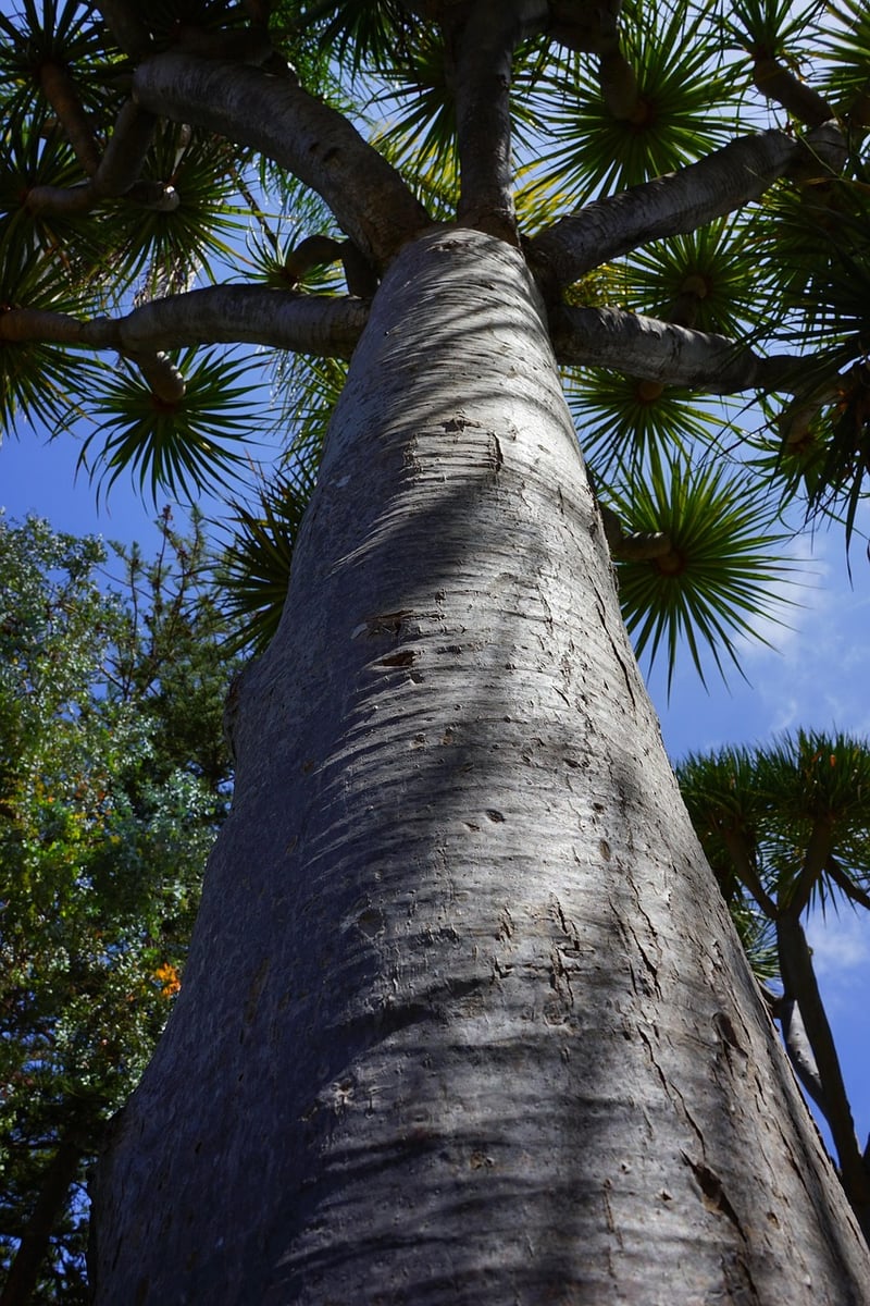 Dragon's Blood Tree