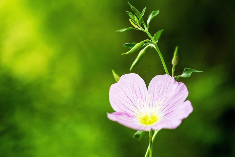 Enchanted Evening Primrose