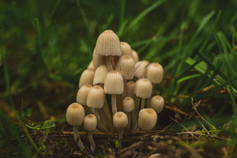 Fairy Garden Miniatures