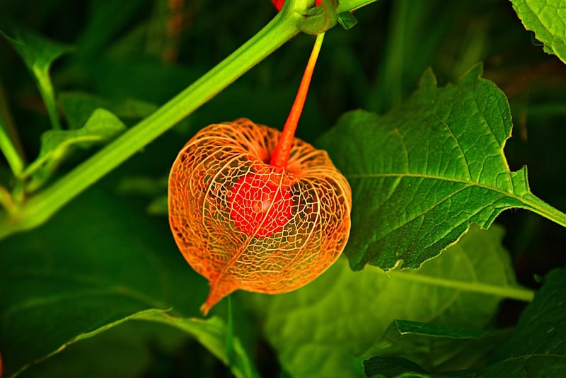 Fairy Lanterns