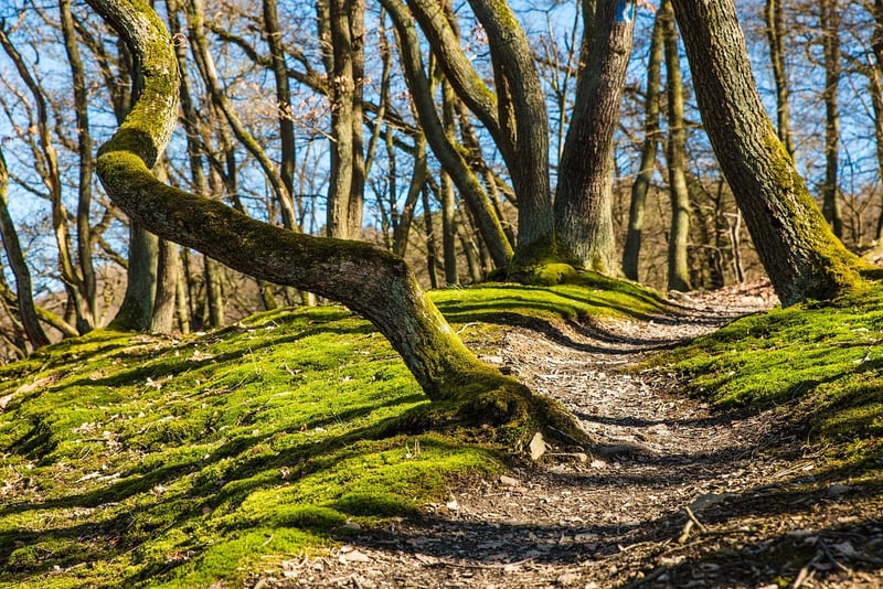Fantasy Forest Path