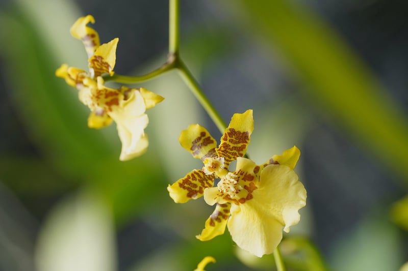 Dancing Lady Orchid